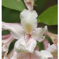 Produktbild: Wildart Rhododendron 40-50cm - Rhododendron arborescens