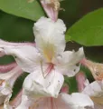 Produktbild: Wildart Rhododendron 40-50cm - Rhododendron arborescens