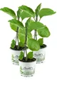 Produktbild: 3er Set Aubergine  Pflanze (Solanum melongena)