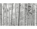 Produktbild: Fototapete Vlies SHX9-030 Espenwald 9-tlg. 450 x 280 cm