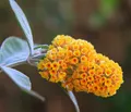 Produktbild: Dehner Zierstrauch Gelber Sommerflieder, Buddleja x weyeriana, Rarität, winterharter Zierstrauch mit leuchtend gelben Blütenrispen
