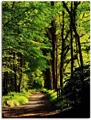 Produktbild: Artland Wandbild Weg im Wald, Wald (1 St), als Leinwandbild, Poster in verschied. Größen