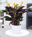 Produktbild: BALDUR Garten Calathea Crocata, 1 Pflanze Luftreinigende Zimmerpflanze, auffällige, 2-farbige Blätter, exotische Knospen, dekorativ, ideal für Innenräume & helle Standorte