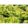 Produktbild: Berberis Candidula Immergrüne Berberitze 20–25 cm