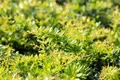 Produktbild: Pflanzen für Dich Gehölze Berberis candidula, 1 St., Glanz-Berberitze