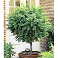 Produktbild: BALDUR Garten 1x Kugel-Akazien-Stämmchen, Pflanze im 3 Liter-Topf, Robinia pseudoacaia Umbraculifera, dekorativ, winterhart, pflegeleicht, für St...