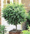 Produktbild: BALDUR Garten 1x Kugel-Akazien-Stämmchen, Pflanze im 3 Liter-Topf, Robinia pseudoacaia Umbraculifera, dekorativ, winterhart, pflegeleicht, für Standort im Schatten geeignet