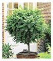 Produktbild: Kugel-Akazien-Stämmchen, 1 Pflanze, Robinia pseudoacaia Umbraculifera winterhart