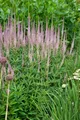 Produktbild: Veronicastrum virginicum 'Roseum', rosa, ca. 9x9 cm Topf