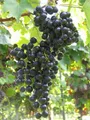 Produktbild: Vitis vinifera Muscat Bleu blaue Weinrebe Tafeltraube mehltauresistent