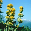 Produktbild: Gentiana Lutea Gelber Enzian Ca. 9x9 cm Topf