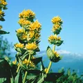 Produktbild: Gentiana lutea 9x9 cm Topf – Winterhart, Mehrjährig, Pflegeleicht – Gelber Enzian – Staude für Steingarten & Gartenbeet