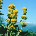 Produktbild: Pflanzen für Dich Staude Gentiana lutea, 1 St., Gelber Enzian, Bitterwurz