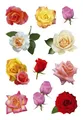 Produktbild: Schmucketikett Rosenblüten 33 Stück, 10 St.
