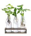 Produktbild: Dehner Waterplant Set, Wasserpflanzen in Flaschen, 3-teilig, je 1x Monstera adansonii, Purpurtute Snow White, Drachenbaum Burley, je ca. 28 cm, Zimmerpflanze