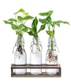 Produktbild: Dehner Zimmerpflanze Waterplant - Set, je 1x Monstera, Purpurtute, Drachenbaum, Wasserpflanzen in Glasvasen, pflegeleicht