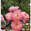 Produktbild: Hochstamm Rose Charmant 60-80cm