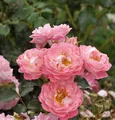 Produktbild: Hochstamm Rose Charmant 60-80cm