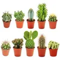 Produktbild: Exotenherz 10 Verschiedene Kakteen 5,5cm Topf im Set