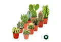 Produktbild: Exotenherz Kaktus 10 verschiedene Kakteen 5,5cm Topf im Set