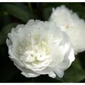 Produktbild: Edelpfingstrose Duchesse de Nemours - Paeonia,actiflora