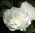 Produktbild: Edelpfingstrose Duchesse de Nemours - Paeonia lactiflora