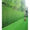 Produktbild: BALDUR Garten 20er Leyland-Zypressen-Hecke, Pflanzen im 9x9 cm-Topf, Cupressocyparis leylandii winterhart und immergrün, Cupressocyparis leylandii...