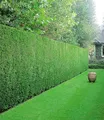 Produktbild: BALDUR Garten Hecken Leyland-Zypressen-Hecke 20 Pflanzen, 20 St., Schnellwachsend, immergrün, winterhart, mehrjährig, blickdicht