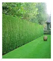 Produktbild: Leyland-Zypressen-Hecke,20 Pflanzen Cupressocyparis leylandii winterhart