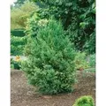 Produktbild: Cryptomeria Japonica Japanische Sicheltanne 40–60 cm
