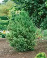 Produktbild: Cryptomeria japonica, Japanische Sicheltanne, 40–60 cm