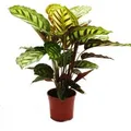 Produktbild: Exotenherz Schattenpflanze mit Ausgefallenem Blattmuster Calathea Roseapicta 14cm Topf ca. 50cm Hoch