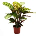 Produktbild: Schattenpflanze mit ausgefallenem Blattmuster - Calathea roseapicta - 14cm Topf