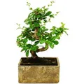 Produktbild: Exotenherz Bonsai für Zimmer in Moderner Trendkeramik Zimmerbonsai Carmona 6 Jahre Alt Steinoptik