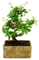 Produktbild: Bonsai fürs Zimmer - in moderner Trendkeramik - Zimmerbonsai Carmona - 6 Jahre alt - Steinoptik
