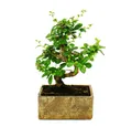 Produktbild: Exotenherz Zimmerpflanze Zimmerbonsai in moderner Trendkeramik Carmona 6 Jahre alt Steinoptik