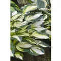Produktbild: Hosta X Fortunei Fire And Ice Funkie Ca. 11x11 cm Topf
