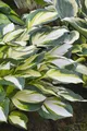 Produktbild: Hosta x fortunei 'Fire and Ice', Funkie, grün-weiß, ca. 11x11 cm Topf