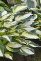 Produktbild: Hosta x fortunei 'Fire and Ice' 11x11 cm Topf – Winterhart, Mehrjährig, Pflegeleicht – Funkie – Staude für Schattenbeet & Kübel