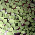 Produktbild: 10 x Büschelfarn (Salvinia auriculata) gegen Algen
