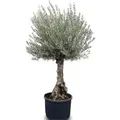 Produktbild: Sunny-Tree - Olivenbaum Olea Europea - Winterharte Olvenbaum Bonsai 250 cm - 80 Jahre alter Olivenbaum und Fruchttragend