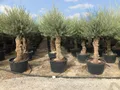 Produktbild: Sunny Tree - Olivenbaum Olea Europea - winterharter immergrüner Olivenbaum Bonsai 250 cm inkl. Topf - 60 Jahre alt  - winterhart bis -18