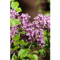 Produktbild: Syringa Meyeri Palibin Zwergflieder Lila 20–30 cm