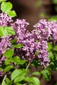 Produktbild: Pflanzen für Dich Gehölze Syringa meyeri Palibin, 1 St., Kleinblättriger Flieder, Meyer-Flieder