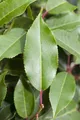 Produktbild: Prunus lusitanica 'Brenelia', Portugiesischer Lorbeer, immergrün, 40–60 cm
