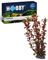 Produktbild: HOBBY Aquaristik Ludwigia 34 cm künstliche Aquarienpflanze pflegeleichte Deko