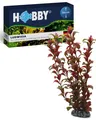 Produktbild: Aquaristik Ludwigia I 34 cm I künstliche Aquarienpflanze I pflegeleichte Aqua...