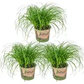 Produktbild: Bloomique - 3er-Set - Cyperus Zumula - Zyperngras - Zimmerpflanzen - Pflegeleicht - Haustierfreundlich - Höhe 20-30 cm - Topf 12 cm