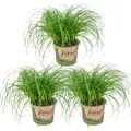Produktbild: Bloomique - 3er Set - Cyperus Zumula - Katzengras Fertig Gewachsen - Zimmerpflan