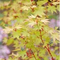 Produktbild: Japanischer Ahorn Sango Kaku 125-150cm - Acer palmatum